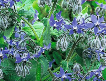 Hjulkrone blå. Fin i salat og pynt spiselige blomster