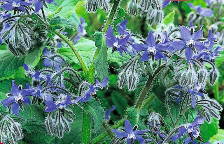 Hjulkrone blå. Fin i salat og pynt spiselige blomster