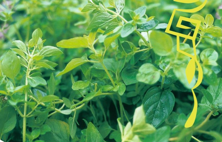 Oregano krydderurt til pizza grill m.m. Flerårig