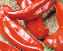 Chili Peber, Anaheim, op til 20 cm. Store frugter