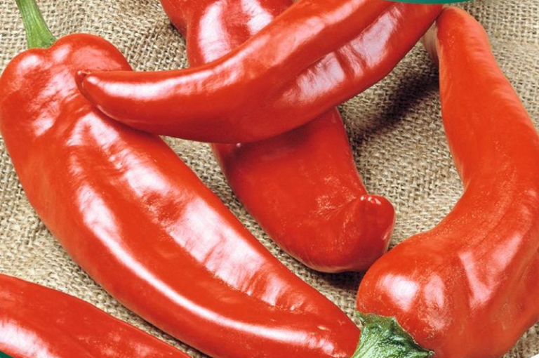 Anaheim Chili frø – Mild og lækker til salater og grill