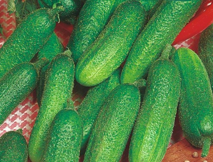 Agurk Drue, til pickles eller asier, Vorgebirgstrauben