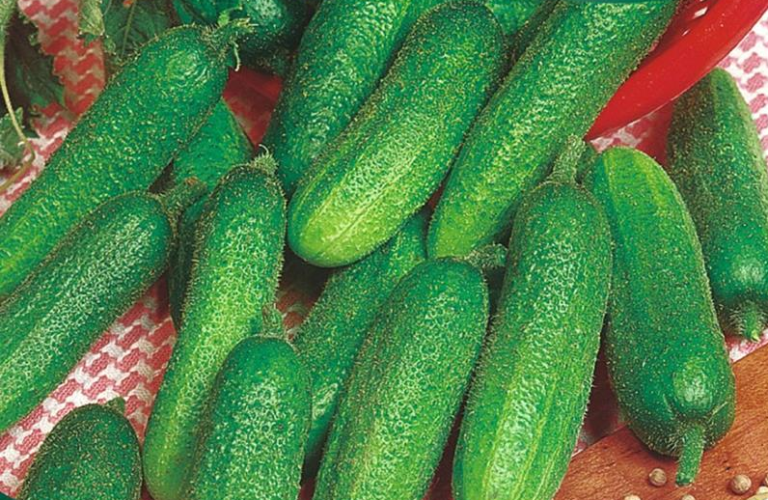 Agurk Drue, til pickles eller asier, Vorgebirgstrauben