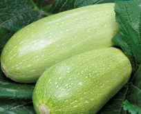 Squash, Genovese, lysegrøn