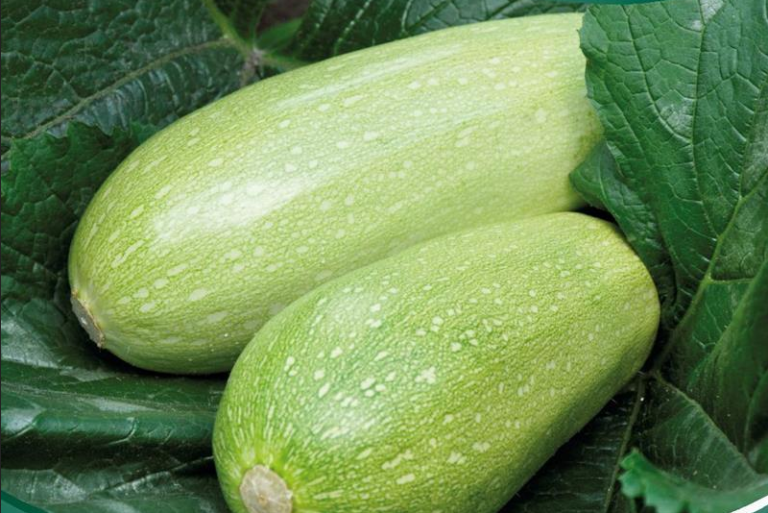 Squash, Genovese, lysegrøn