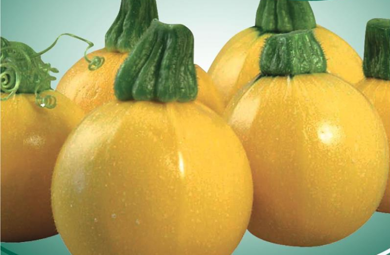 Squash, Zuchini mareva f1