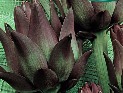 Artiskok, Violet fuld høst fra andet år