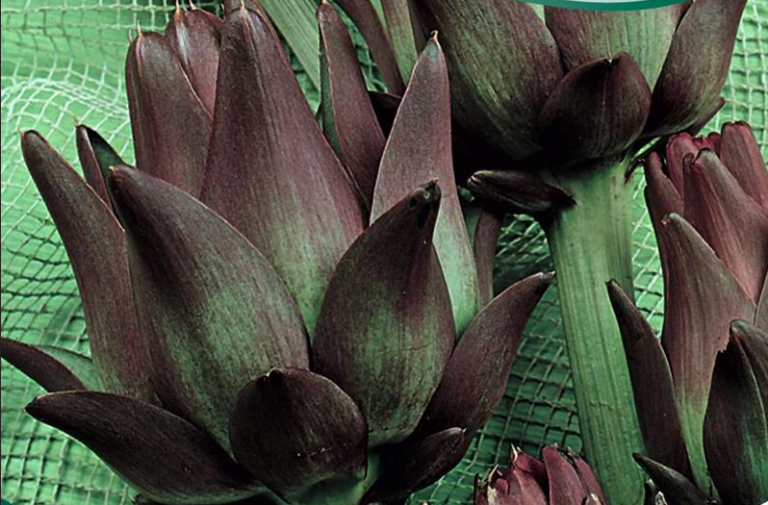 Artiskok, Violet fuld høst fra andet år