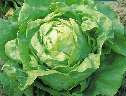 Salat Almindelig hoved dyrkningssikker