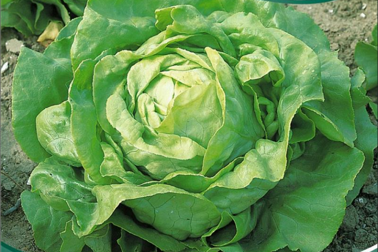 Salat Almindelig hoved dyrkningssikker