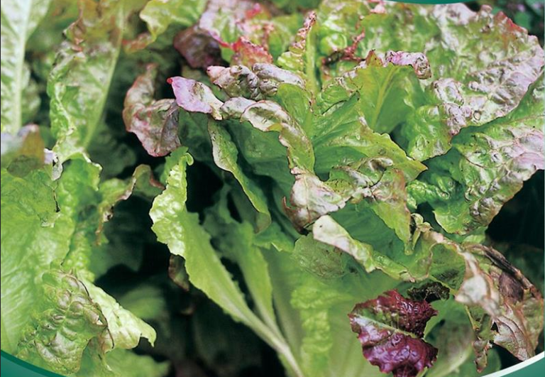 Salat Pluksalat Amerikansk rødbrun