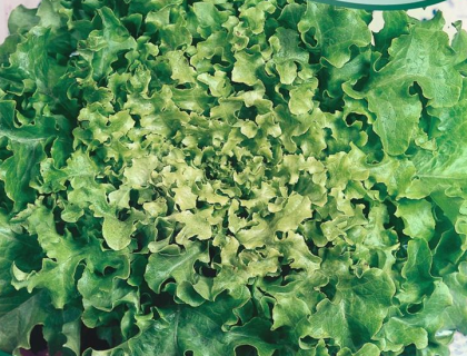 Salat Pluksalat Green Salad Bowl grøn