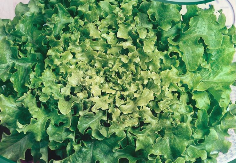 Salat Pluksalat Green Salad Bowl grøn