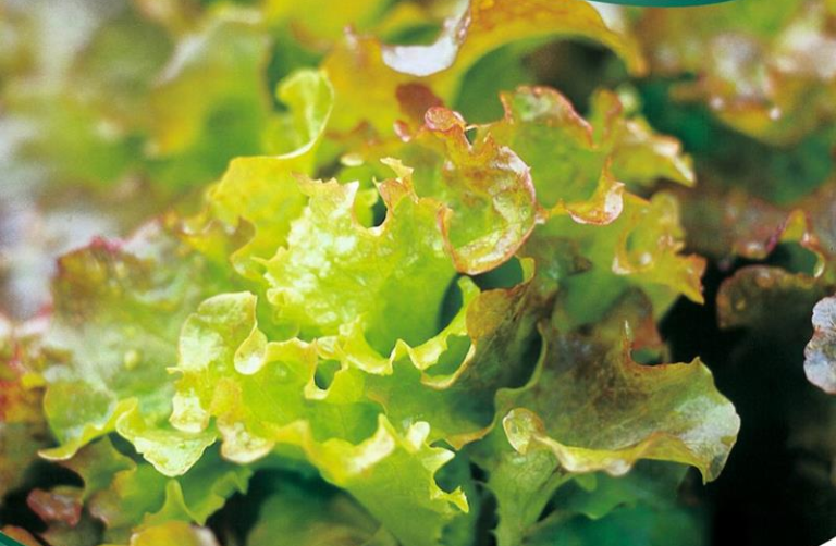 Salat Pluksalat Lollo Rossa grøn/rød kruset