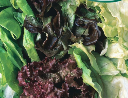 Salat Mix 5 slags. Økologisk frø. Blanding typer og sorter
