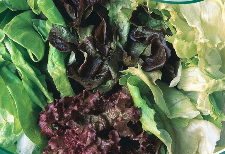 Salat Mix 5 slags. Økologisk frø. Blanding typer og sorter