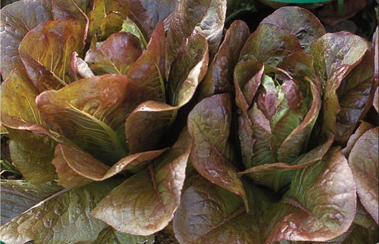 Salat, hoved, Rouge D´hiver