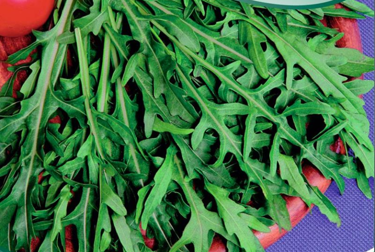 Salat Rucola vild, nem og hurtigvoksende