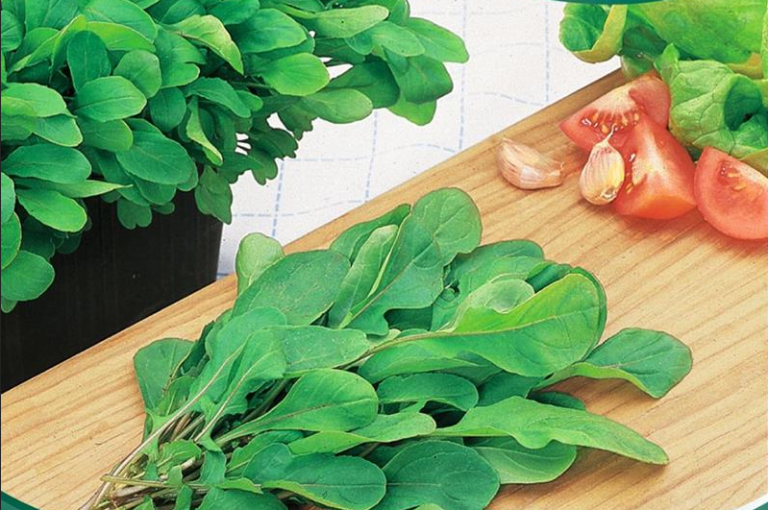 Salat Rucola mild høstes spæd
