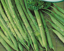 Bønne Brydbønne, Processor haricot vert-type