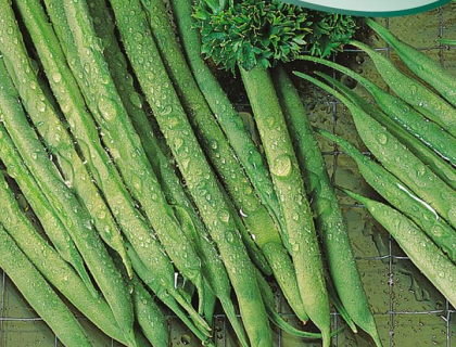 Bønne Brydbønne, Processor haricot vert-type