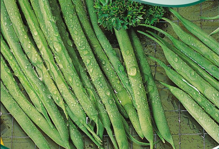 Bønne Brydbønne, Processor haricot vert-type