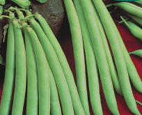 Bønne brydbønne, Provider tidlig. Haricot vert stor pose