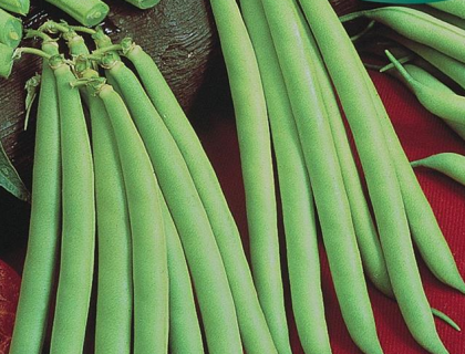 Bønne brydbønne, Provider tidlig. Haricot vert stor pose