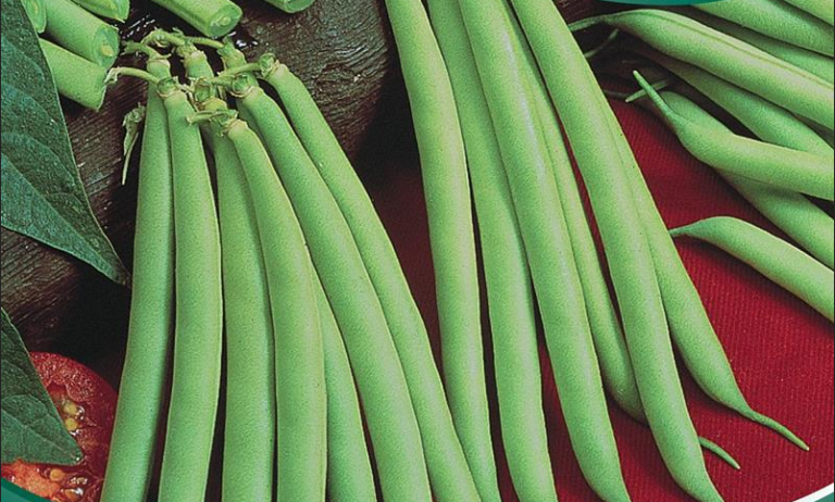 Bønne brydbønne, Provider tidlig. Haricot vert stor pose