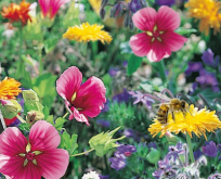 Bi Mix blomsterblanding. Fødekilde for sommerfugle og honningbier