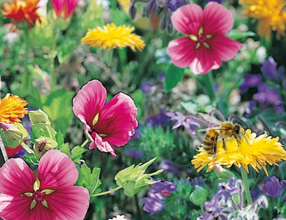 Bi Mix blomsterblanding. Fødekilde for sommerfugle og honningbier