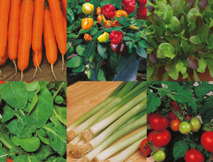 Sommer grøntsager, frø samling 6 slags. Gulerod, Chili, Salat, rucola, løg, tomat