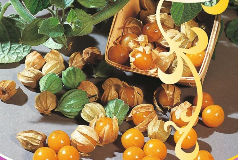 Ananaskirsebær gul orange frugter