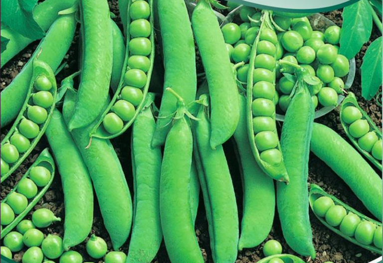 Ært Skalært, Petit Provencal. Lav tidligste sort