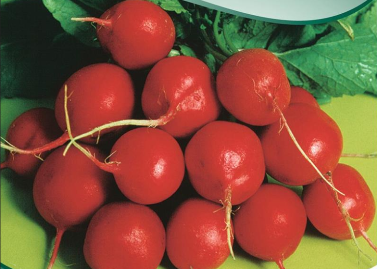Radis Cherry Belle rund rød sommerradis