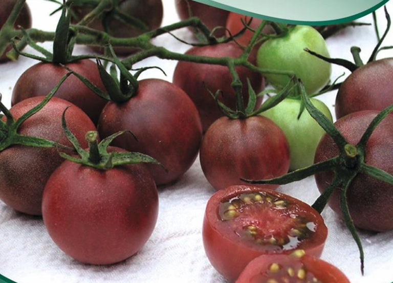 Tomat, Black Cherry