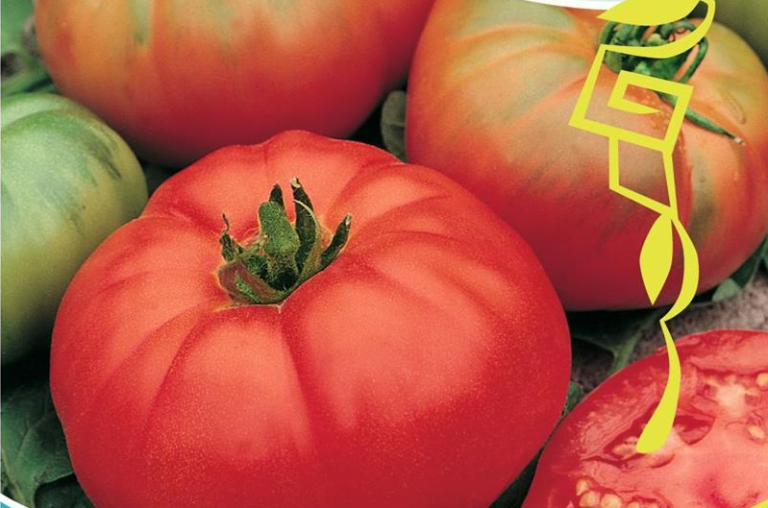 Tomat, Bøf, Marmande