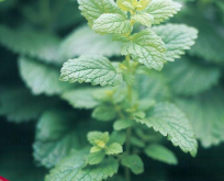 Citronmelisse staudekrydderurt til salater