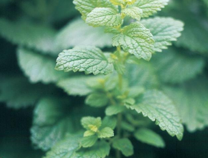 Citronmelisse staudekrydderurt til salater