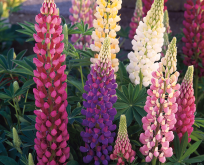 Lupin, Festival mix, blomstre år et