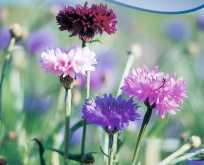 Kornblomst blanding af blå og rødrosa farver. Centaurea cyanus