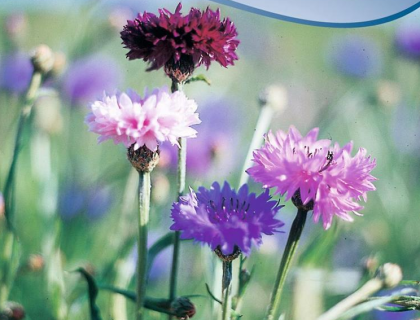 Kornblomst blanding af blå og rødrosa farver. Centaurea cyanus