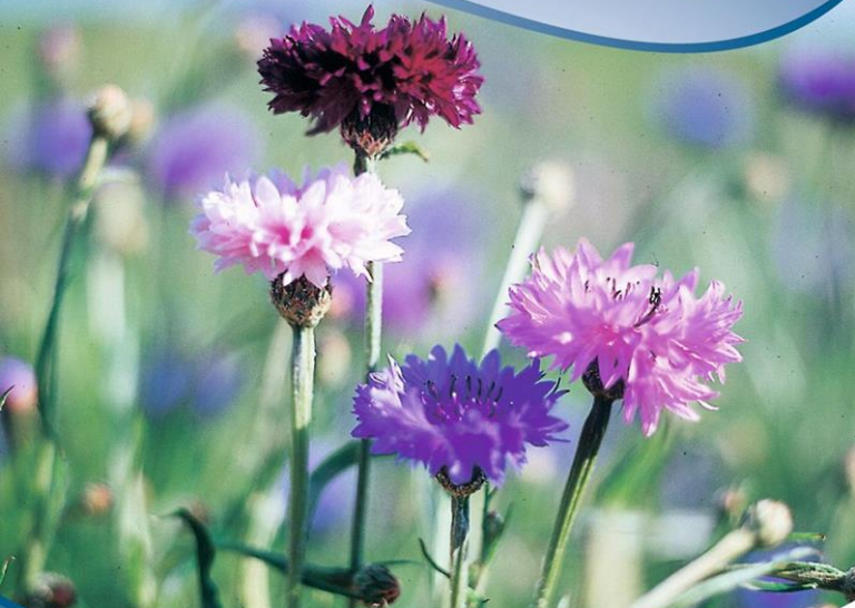 Kornblomst blanding af blå og rødrosa farver. Centaurea cyanus