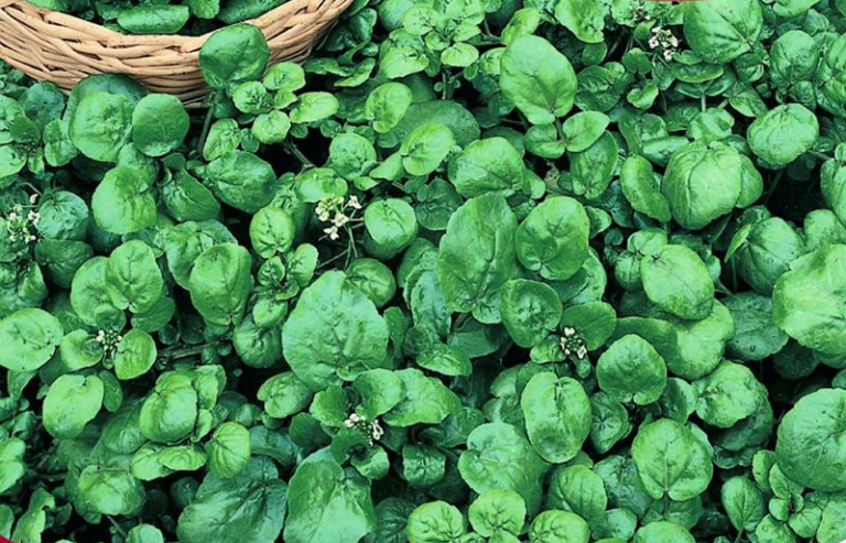 Brøndkarse krydderurt anvendes som karse