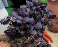 Basilikum Rødbladet purpurfarvede blade