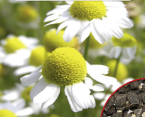 Kamille frø, dyrk blomster til kamillete