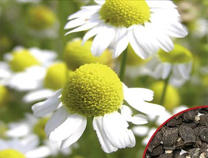 Kamille frø, dyrk blomster til kamillete