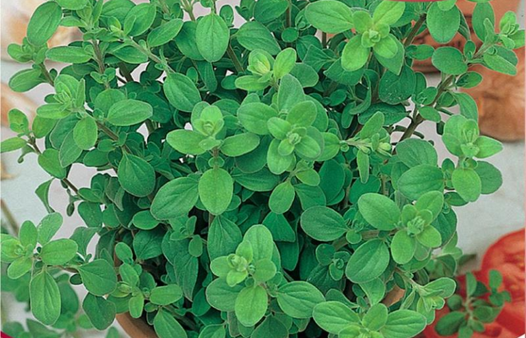 Merian stærk aromatisk duft / smag en/flerårig