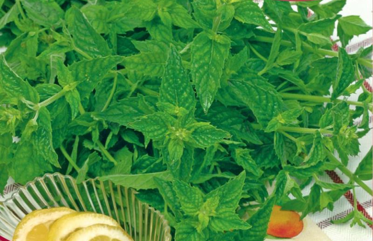 Mynte, Pebermynte, Mentha piperita