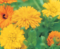 Morgenfrue officinalis Mix Calendula,  Dobbelt stor pose.12 gram